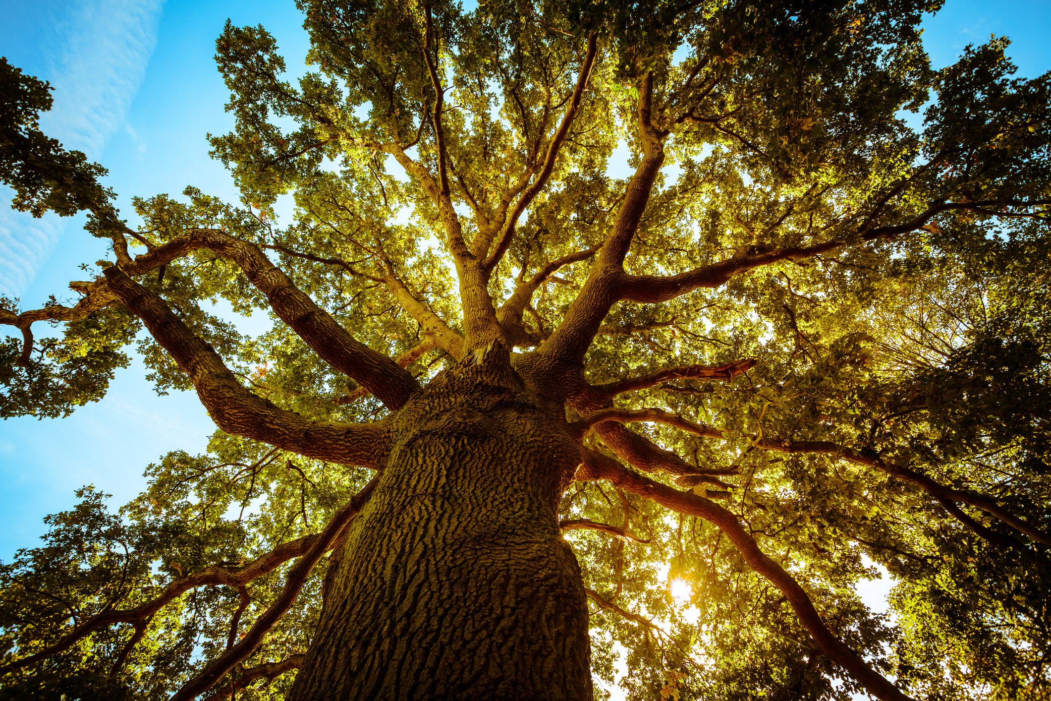 tree-and-growing-branches